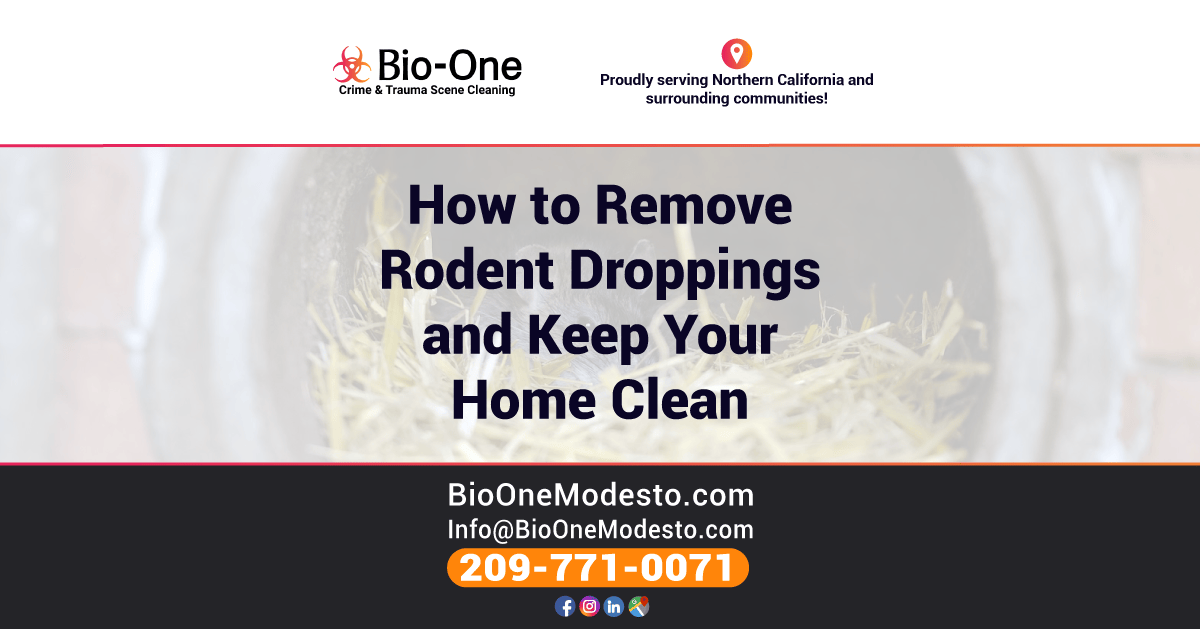 How to Remove Rodent Droppings and Keep Your Home Clean